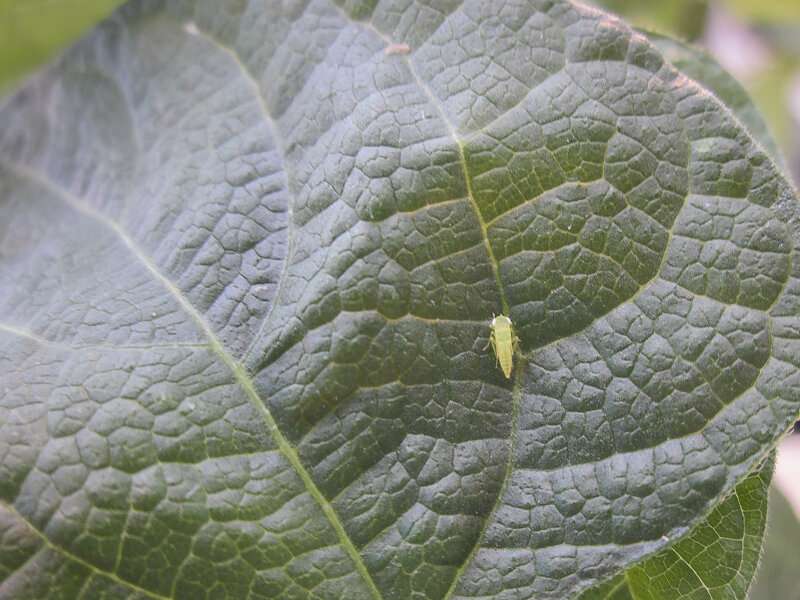Building a bean that resists leafhoppers