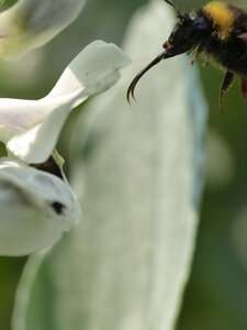 Los abejorros se benefician del cultivo de habas