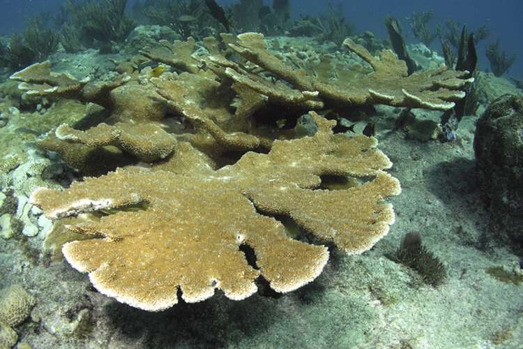 Caribbean coral reef decline began in 1950s and 1960s from local human activities