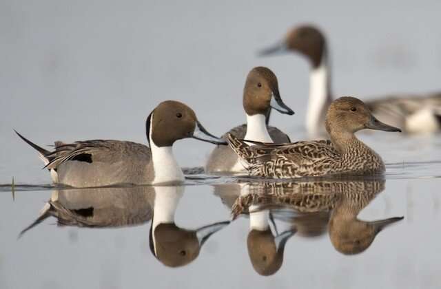 Changes in cropping methods, climate decoy pintail ducks into an ecological trap