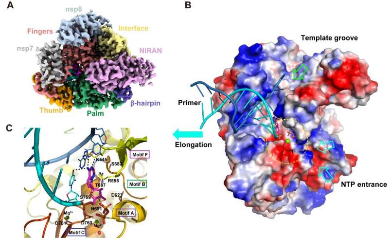 Chinese scientists uncover structural basis for SARS-CoV-2 inhibition by Remdesivir