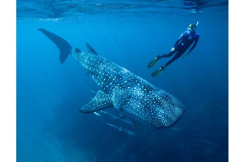 Cold War nuclear bomb tests reveal true age of whale sharks