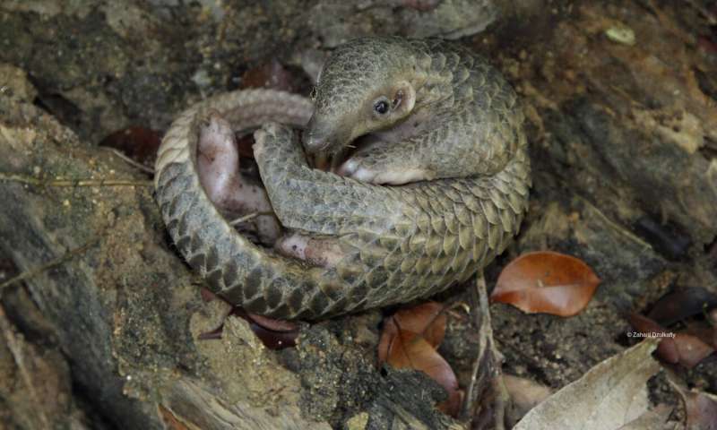 Could illegally trafficked pangolins be the missing link in the coronavirus outbreak?