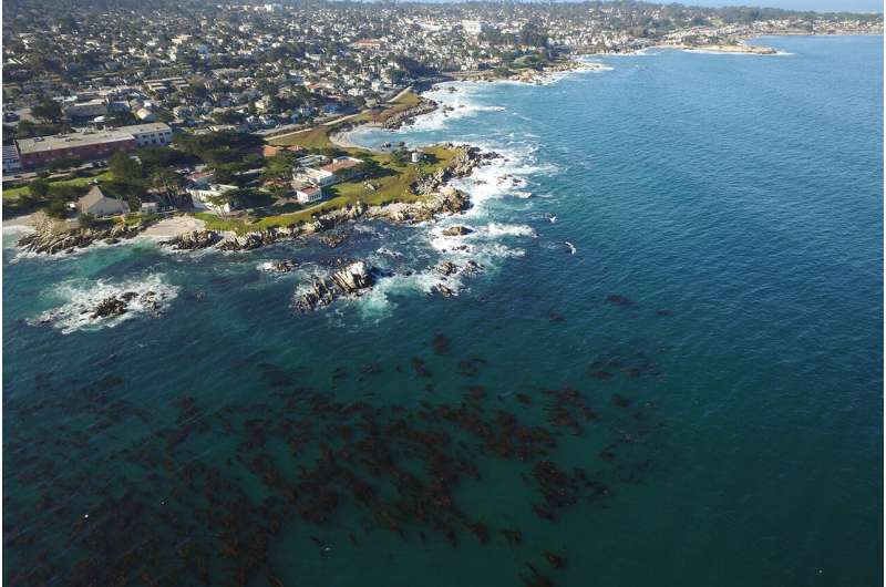Could kelp help relieve ocean acidification?