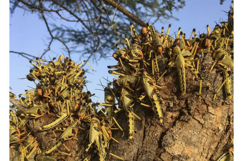 Crunch, crunch: Africa's locust outbreak is far from over