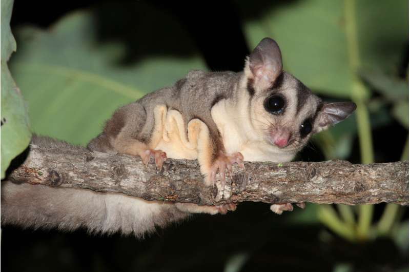 Discovery of new glider species highlights conservation risk