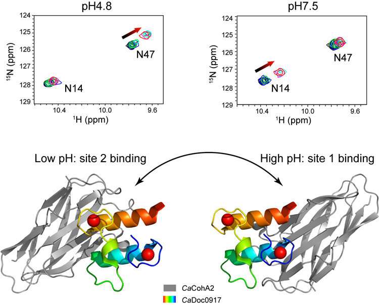 Discovery of pH-dependent 'switch' in interaction between pair of protein molecules