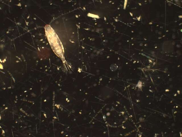 DNA analysis confirms a zooplankton community border along Baja California