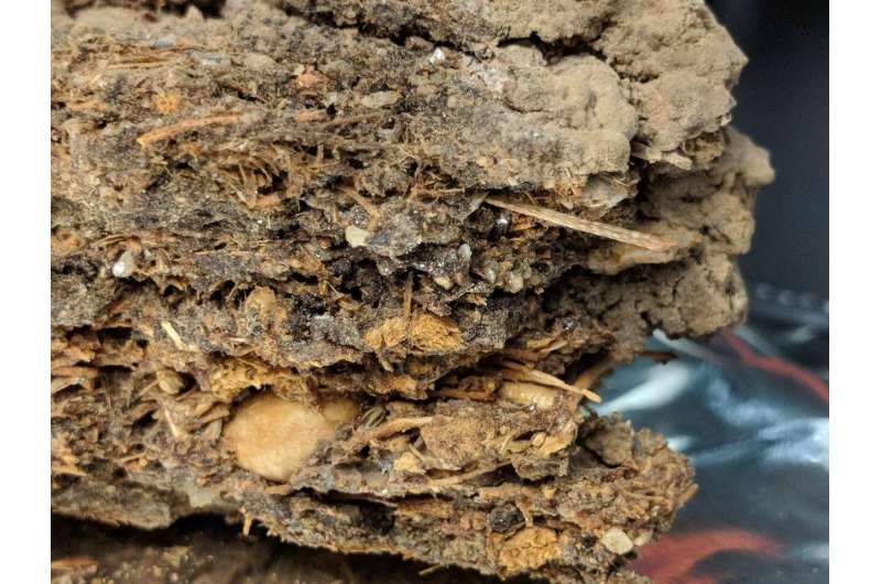 DNA from ancient packrat nests helps unpack Earth's past