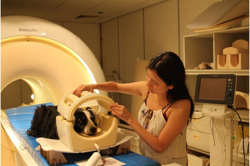 Dog and human brains process faces differently