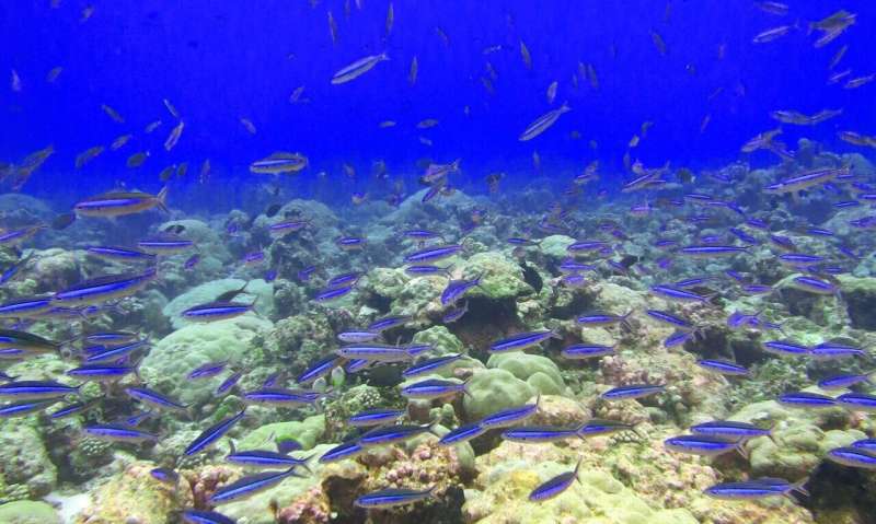 Even biodiverse coral reefs still vulnerable to climate change and invasive species
