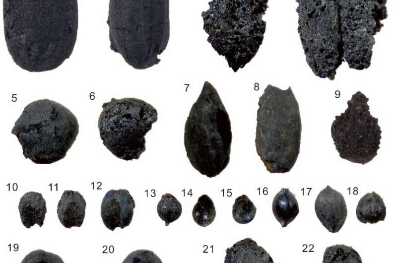First ancient cultivated rice discovered in Central Asia