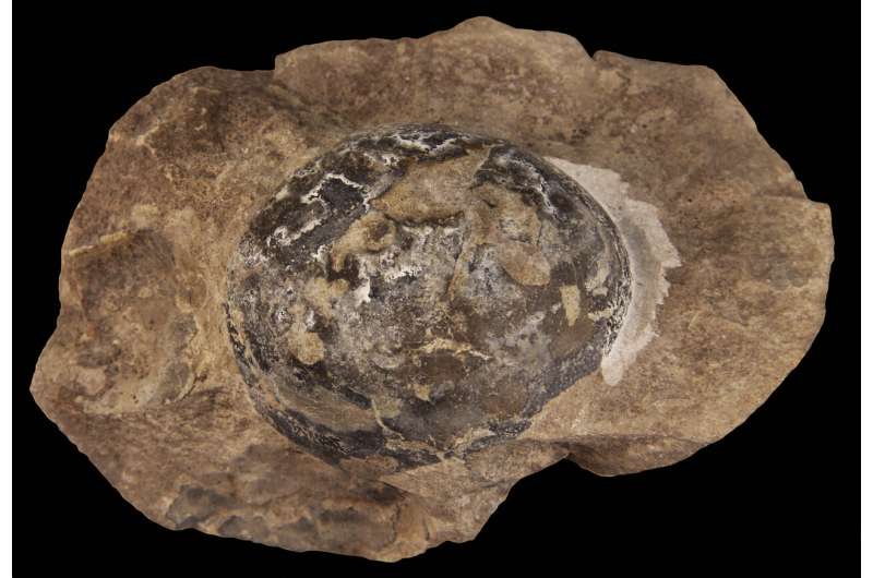 First dinosaur eggs were soft like a turtle's