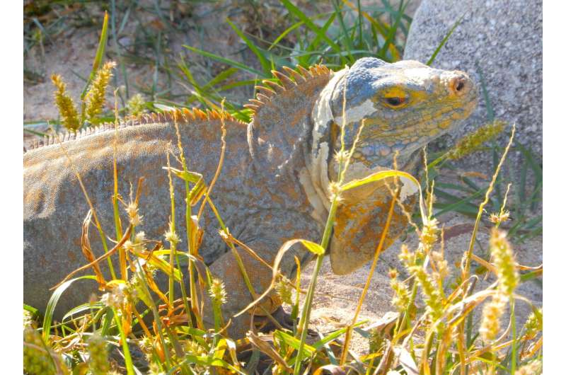 First-known fossil iguana burrow found in the Bahamas