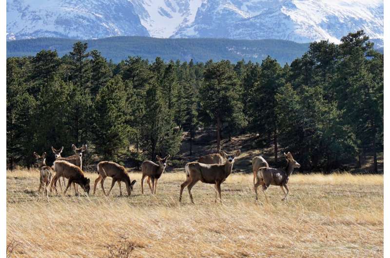 Forests bouncing back from beetles, but elk and deer slowing recovery