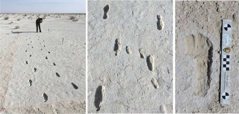Fossil footprints: the fascinating story behind the longest-known prehistoric journey