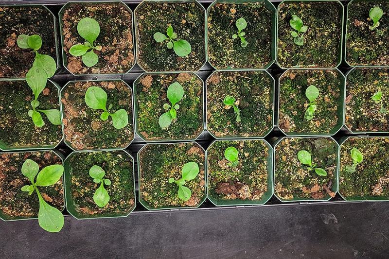 Foxglove plants produce heart medicine. Can science do it better?