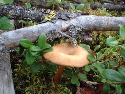 Fungal decisions can affect climate
