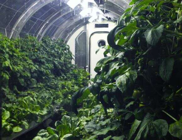 Future astronauts could enjoy fresh vegetables from an autonomous orbital greenhouse