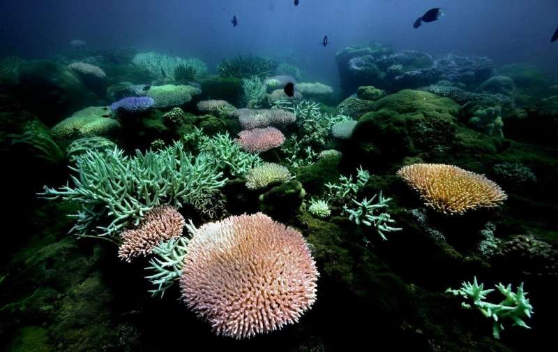 Genetics could help protect coral reefs from global warming