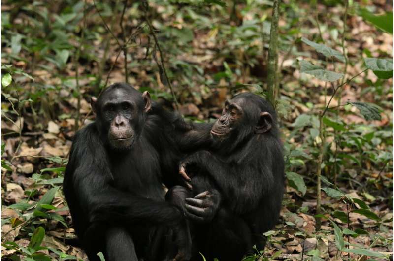 Glimpses of fatherhood found in non-pair-bonding chimps