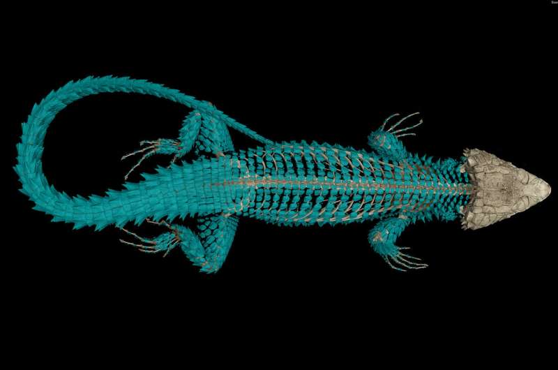 Here be dragons: Analysis reveals new species in Smaug lizard group