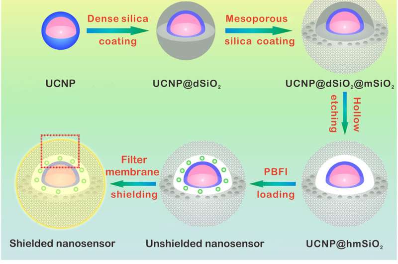 Highly sensitive nanosensor detects subtle potassium changes in the brain