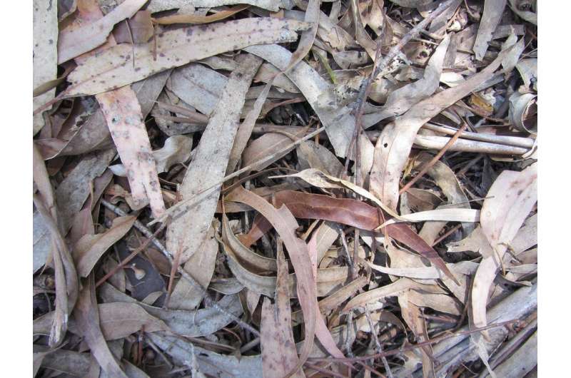 How the size and shape of dried leaves can turn small flames into colossal bushfires