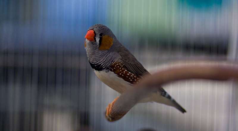 How zebra finches learn to sing