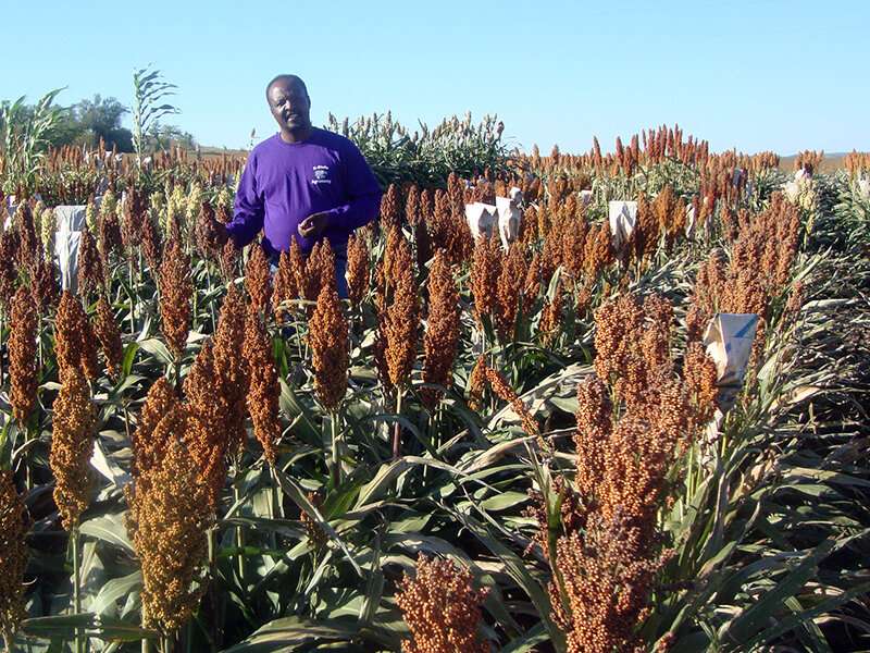 Improving protein digestibility in sorghum