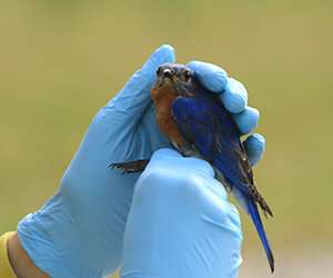 In a quiet world, research on noise and nesting bluebirds