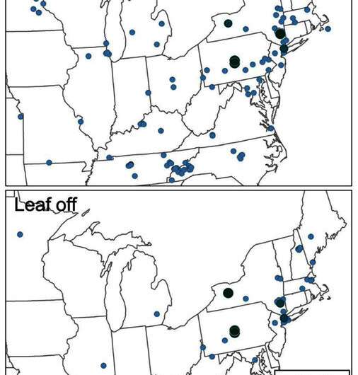 Invasive shrubs in Northeast forests grow leaves earlier and keep them longer