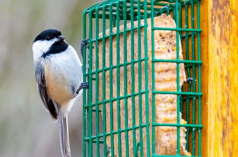 It's OK to feed wild birds – here are some tips for doing it the right way