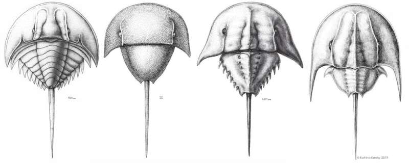 'Living fossils': we mapped a half-billion years of horseshoe crabs to save them from blood harvests