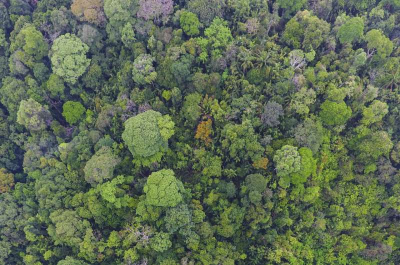 Long-living tropical trees play outsized role in carbon storage