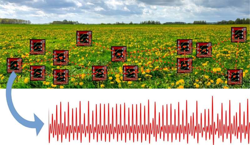 Many buds to a blossom: A synchronization approach to sensing using many oscillators