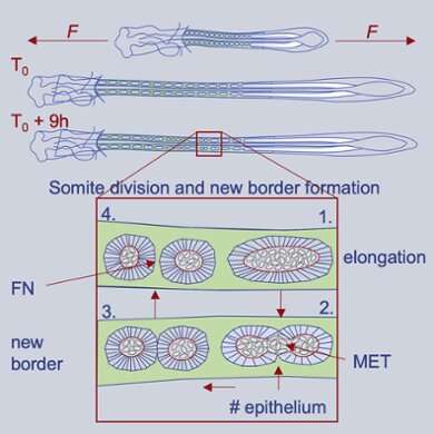 Mathematical model helps to explain the formation of spine and ribs