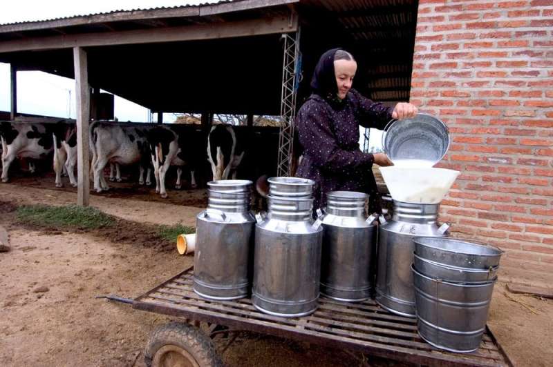 Mennonites helped turn Paraguay into a mega beef producer – indigenous people may pay the price