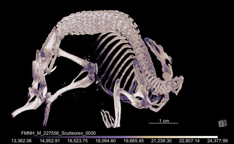Micro-CT scans give clues about how hero shrews' bizarre backbones evolved