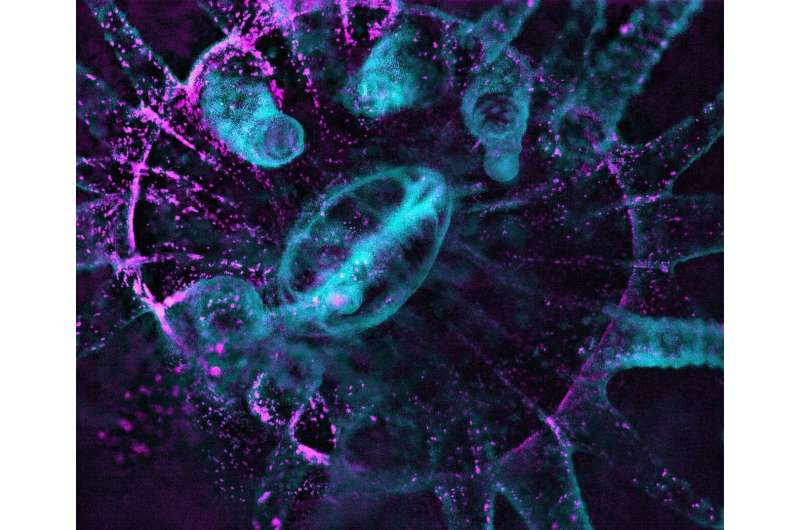 Microscope allows gentle, continuous imaging of light-sensitive corals