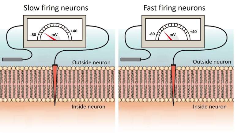 Model shows that the speed neurons fire impacts their ability to synchronize