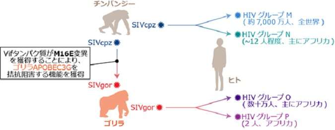 Molecular mechanism of cross-species transmission of primate lentiviruses
