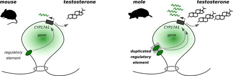 Moles: Intersexual and genetically doped