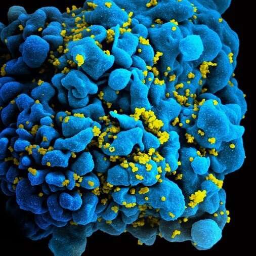Multiple sclerosis drug blocks HIV infection and transmission in human immune cells