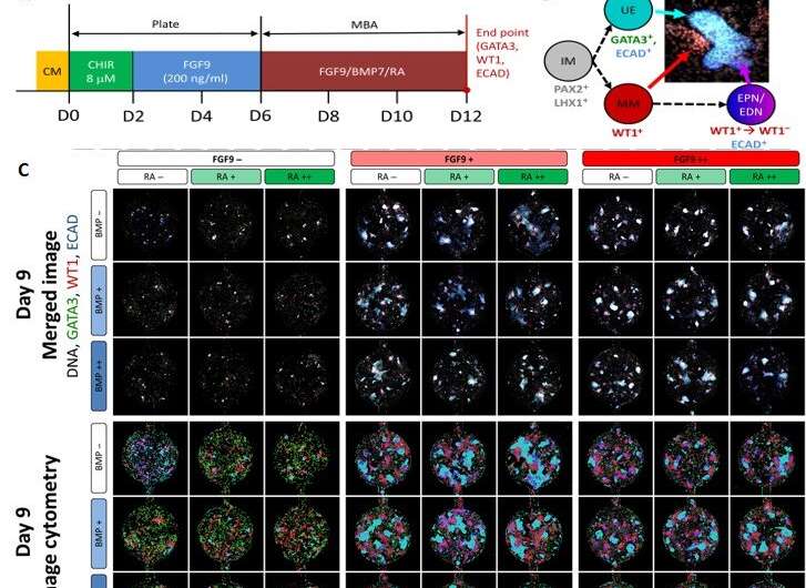 Multivariate patterning of human pluripotent cells reveals induced paracrine factors in kidney organoid development
