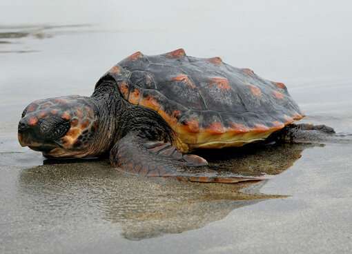 Mystery over decline in sea turtle sightings
