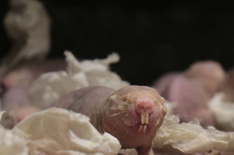 Naked mole-rats need carbon dioxide to avoid seizures and here's why