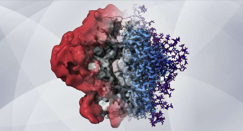 New imaging method reveals HIV's sugary shield in unprecedented detail
