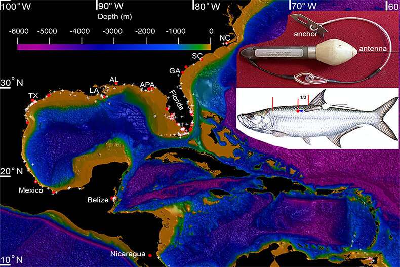 New study reveals international movements of Atlantic tarpon, need for protection