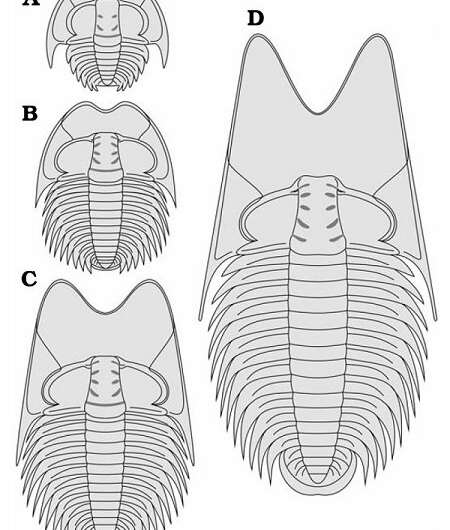 New trilobite fossil reveals cephalic specialization of trilobites in Middle Cambrian